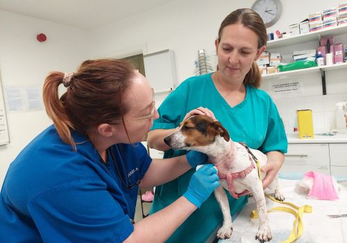 Vet and vet nurse tending to a dog with injuries