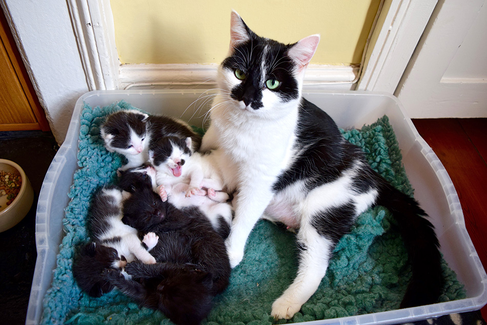 Mum cat and newborn kittens