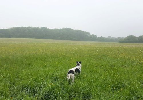 Dog in large empty field