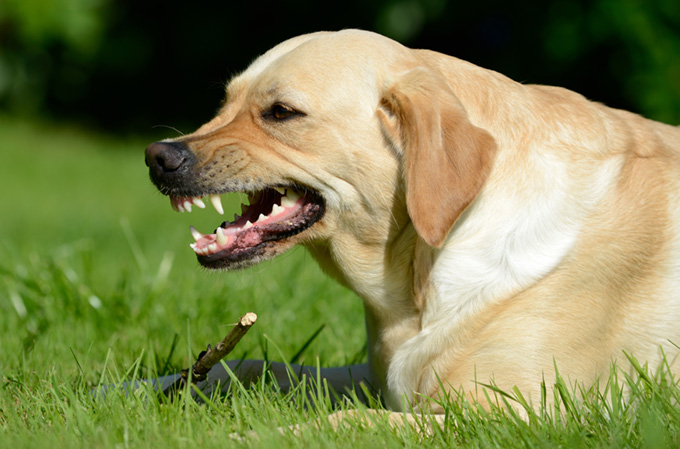 Dog guarding a stick_baring teeth_growling