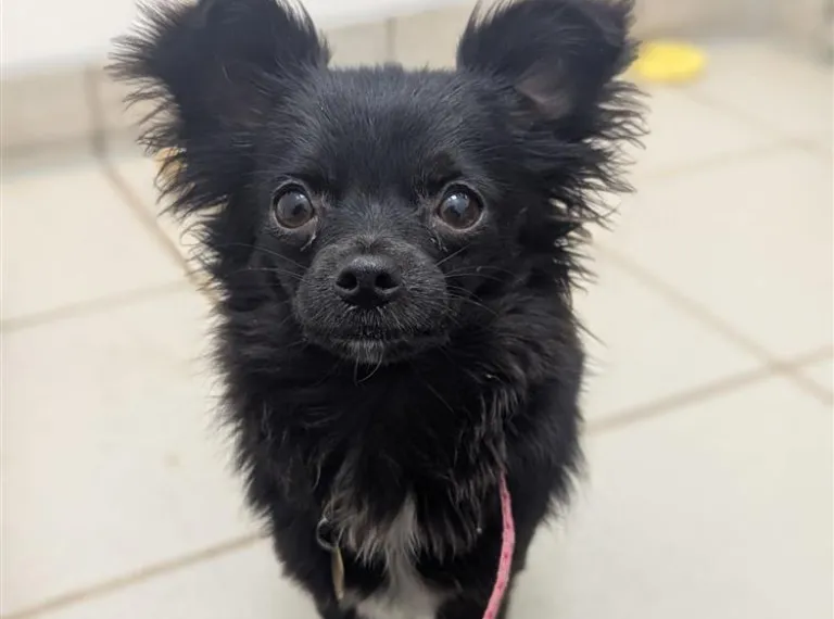 Beth, a 7 months old female Chihuahua available for adoption from Bath Cats & Dogs Home in Bath, Somerset