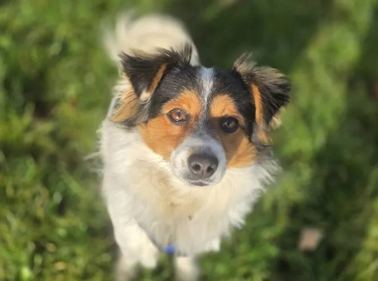 Todd, a 3 years old male Jack Russell Terrier available for adoption from Bath Cats & Dogs Home in Bath, Somerset