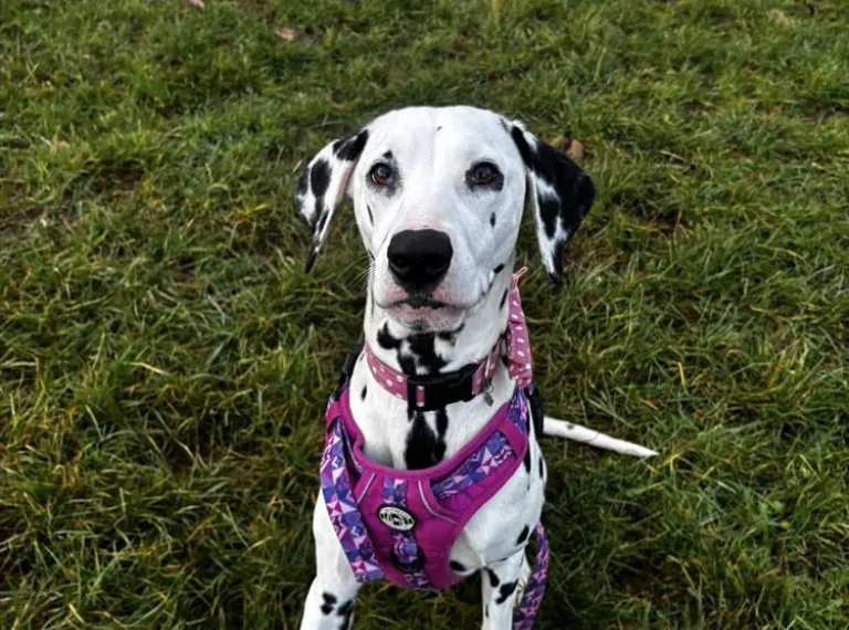 Mary, a 3 years old female Dalmatian available for adoption from Bath Cats & Dogs Home in Bath, Somerset