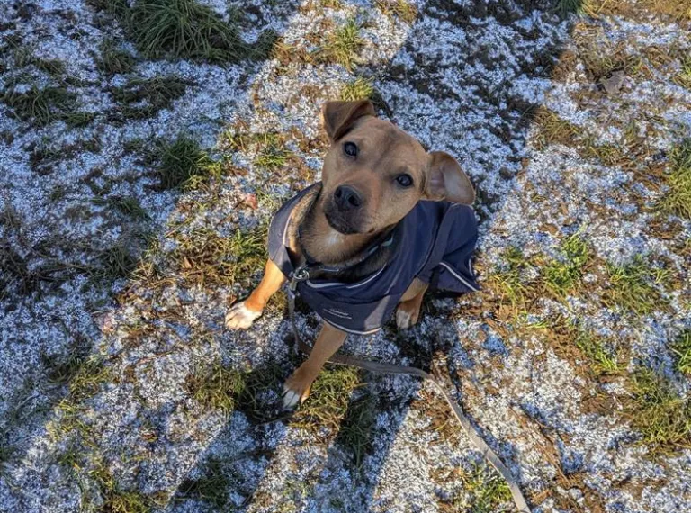 Tim, a 4 years old male Terrier available for adoption from Bath Cats & Dogs Home in Bath, Somerset