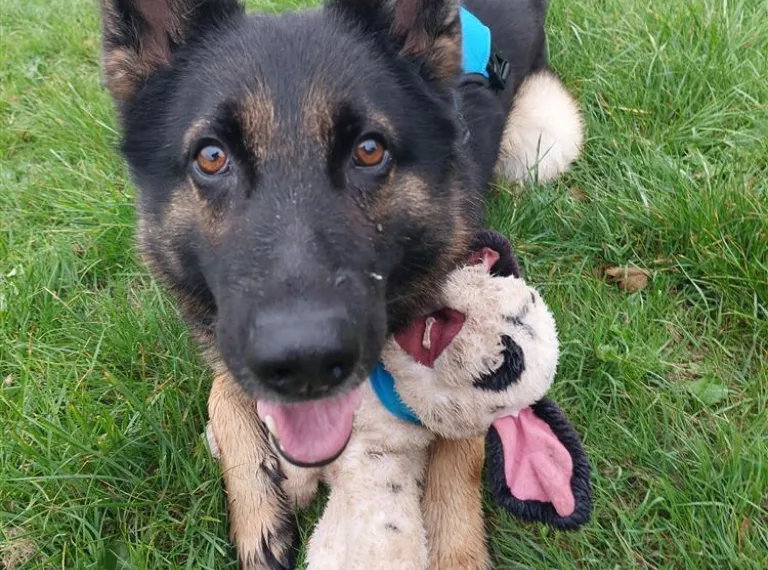 Caesar, a 5 years old male Unknown available for adoption from Bath Cats & Dogs Home in Bath, Somerset
