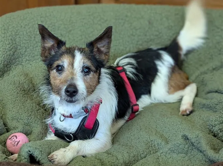 Belle, a 9 years old female Terrier available for adoption from Bath Cats & Dogs Home in Bath, Somerset
