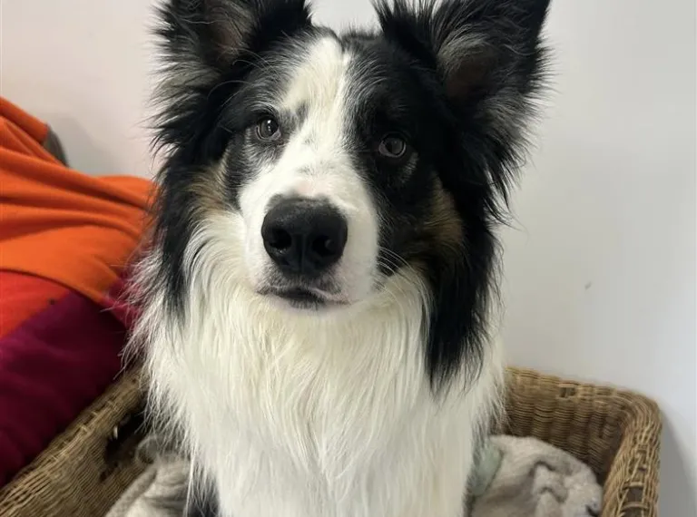 Pawpaw, a 3 years old male Collie available for adoption from Bath Cats & Dogs Home in Bath, Somerset
