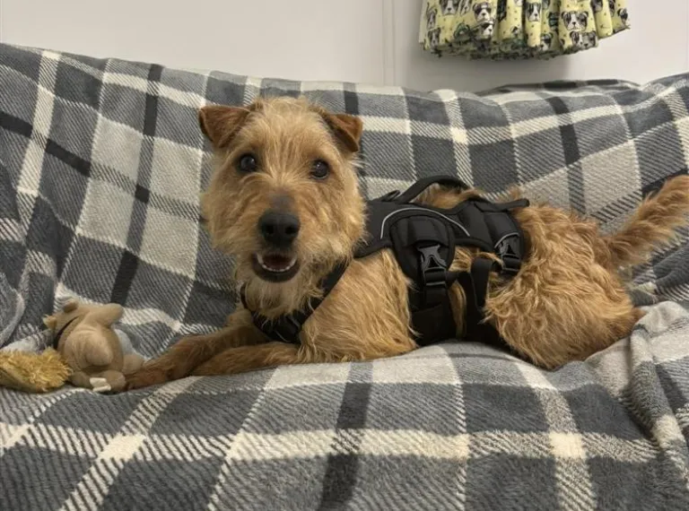 Annie, a 3 years old female Terrier available for adoption from Bath Cats & Dogs Home in Bath, Somerset