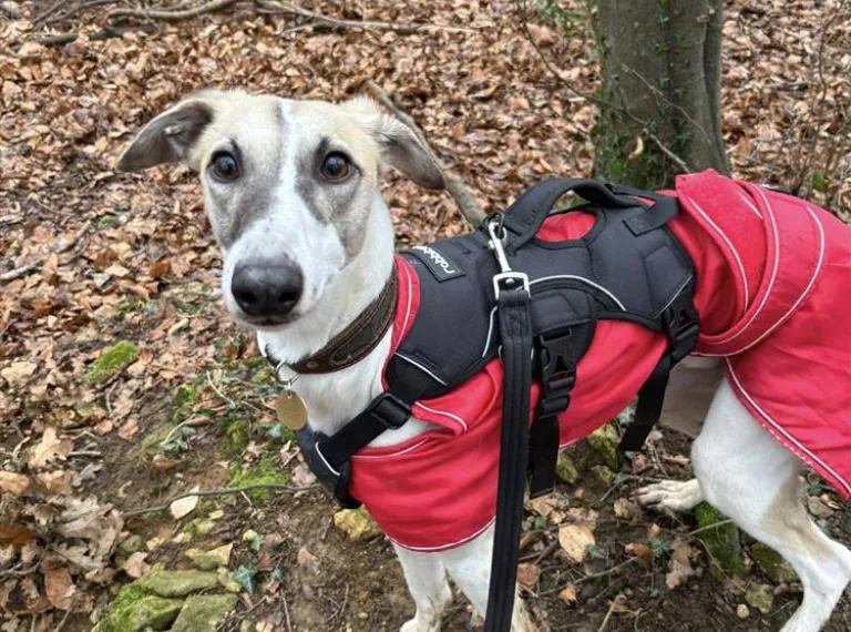 Marley, a 2 years old male Lurcher available for adoption from Bath Cats & Dogs Home in Bath, Somerset