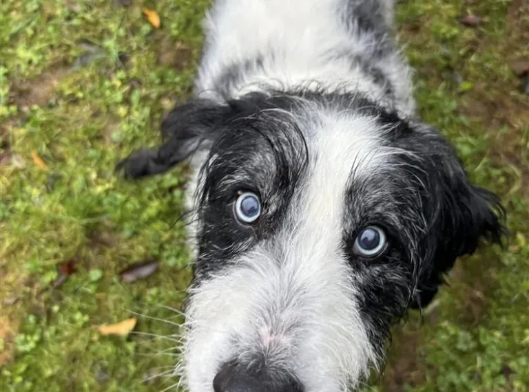 Merlin, a 13 years old male Collie available for adoption from Bath Cats & Dogs Home in Bath, Somerset