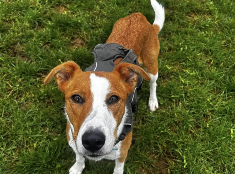 Polly, a 5 years old female Collie available for adoption from Bath Cats & Dogs Home in Bath, Somerset