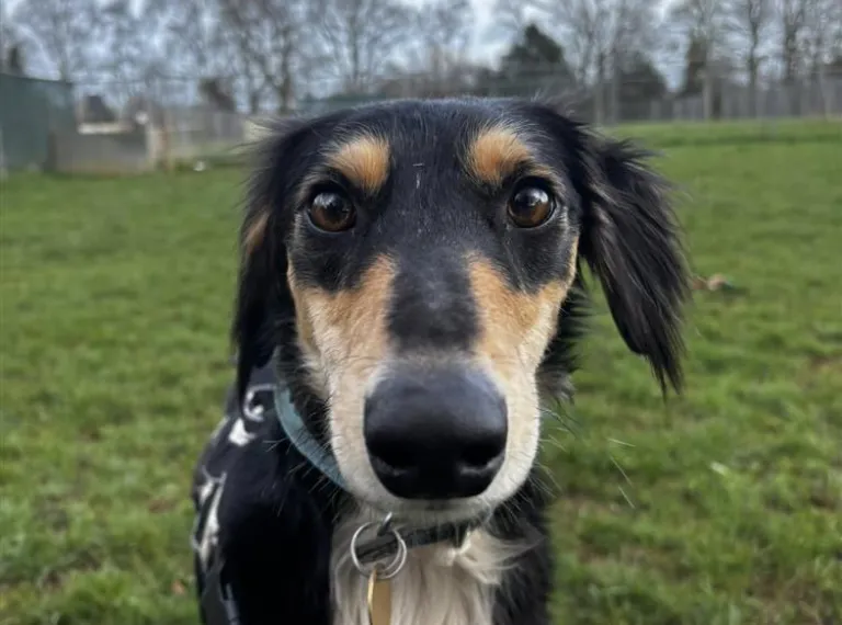 Neptune, a 4 years old male Lurcher available for adoption from Bath Cats & Dogs Home in Somerset