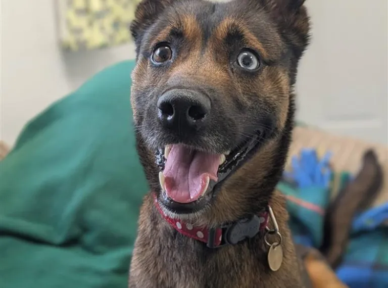 Frankie, a 2 years old female Siberian Husky available for adoption from Bath Cats & Dogs Home in Somerset