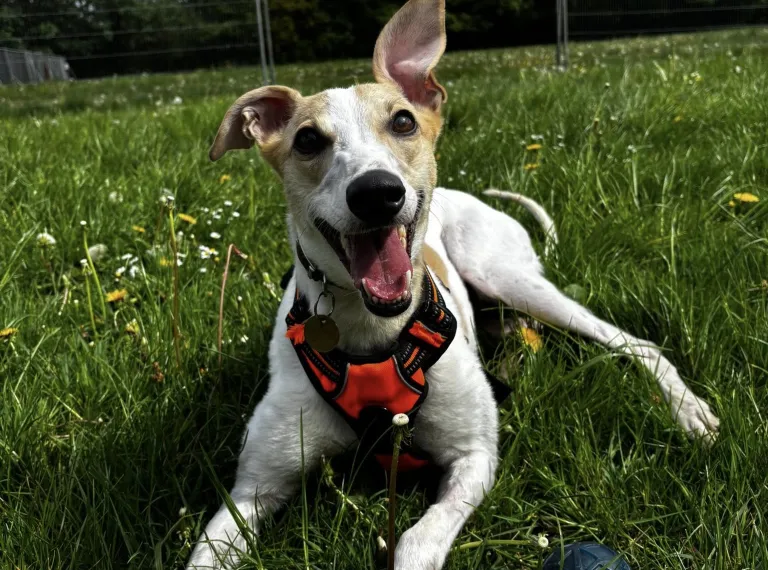 Sugar, a 4 years old female Crossbreed available for adoption from Bath Cats & Dogs Home in Bath, Somerset