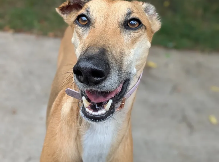 Shelby, a 5 years old female Lurcher available for adoption from Bath Cats & Dogs Home in Bath, Somerset