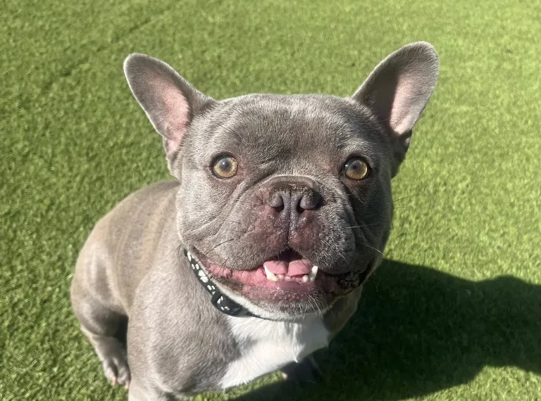 Nana, a 4 years old female Bulldog available for adoption from Bath Cats & Dogs Home in Bath, Somerset