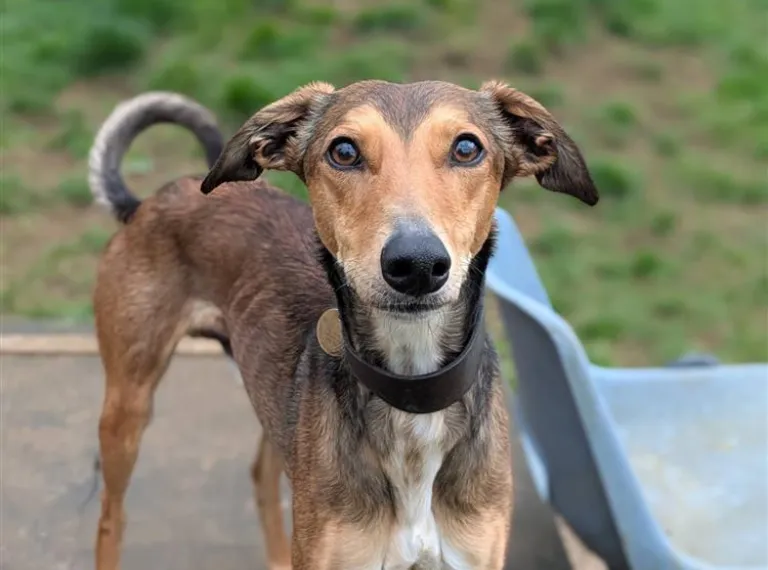 Copper, a 3 years old male Lurcher available for adoption from Bath Cats & Dogs Home in Somerset