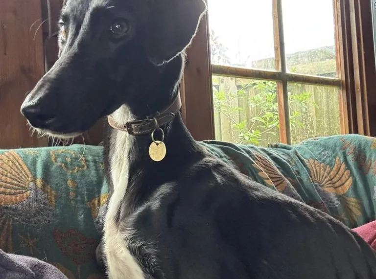 Bernard, a 2 years old male Lurcher available for adoption from Bath Cats & Dogs Home in Somerset