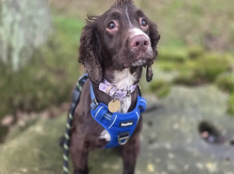 Lady, a 5 years old female Spaniel available for adoption from Bath Cats & Dogs Home in Bath, Somerset