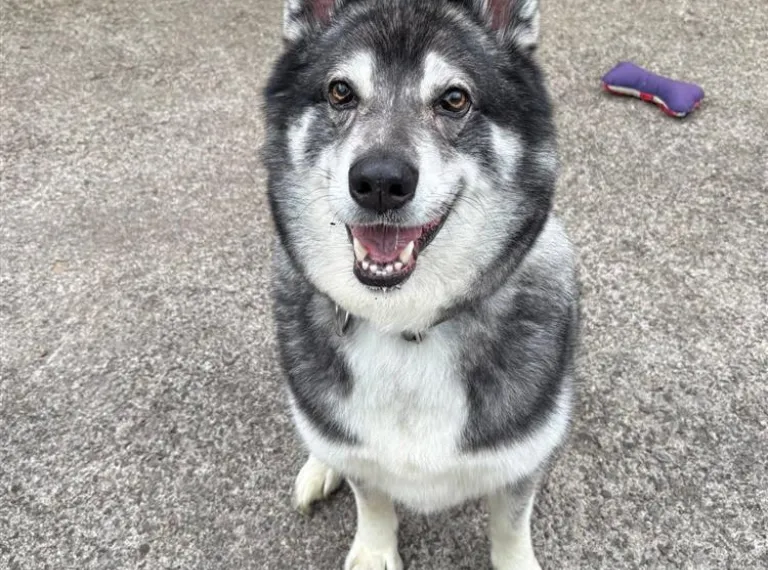 Buster, a 6 years old male Siberian Husky available for adoption from Bath Cats & Dogs Home in Somerset