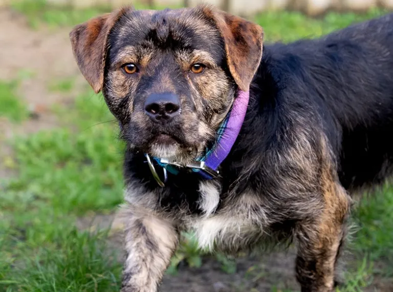 Zorro, a 2 years old male Staffordshire Bull Terrier available for adoption from Bath Cats & Dogs Home in Bath, Somerset