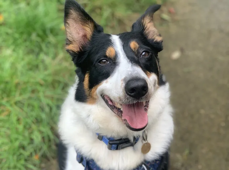 Rex, a 7 years old male Collie available for adoption from Bath Cats & Dogs Home in Bath, Somerset
