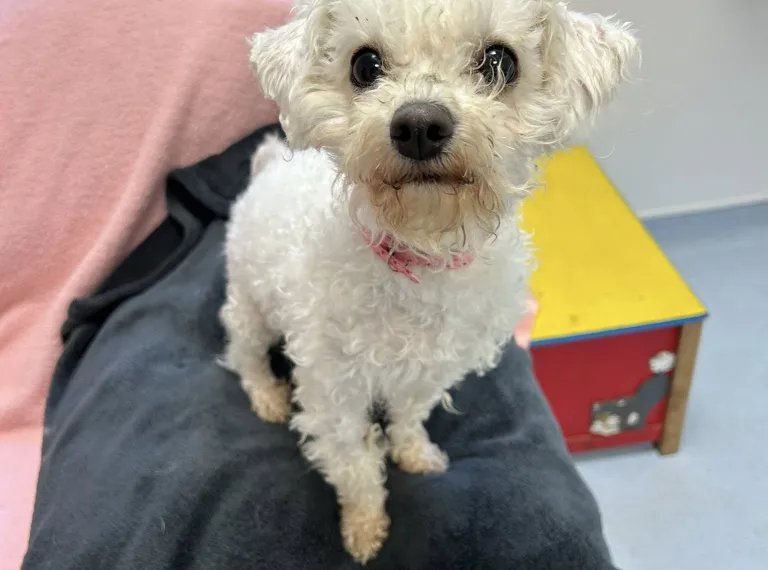 Rosie, a 3 years old female Unknown available for adoption from Bath Cats & Dogs Home in Bath, Somerset