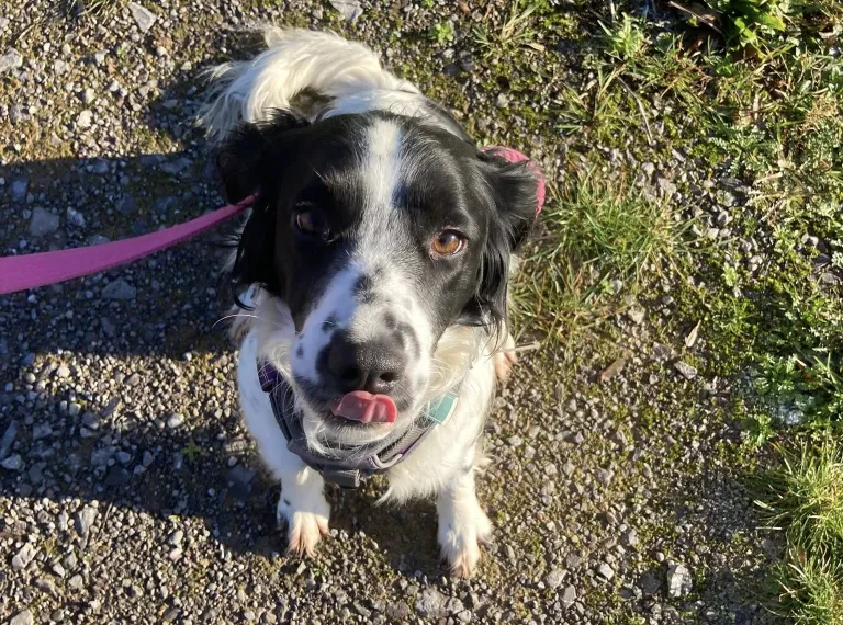 Poppy, a 3 years old female Unknown available for adoption from Bath Cats & Dogs Home in Bath, Somerset