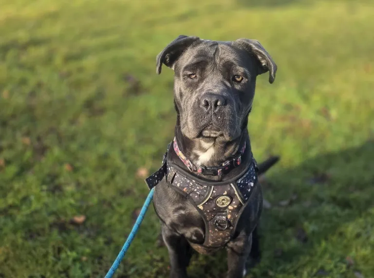 Cilla, a 2 years old female Cane Corso available for adoption from Bath Cats & Dogs Home in Bath, Somerset