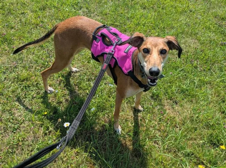 Donna, a 4 years old female Lurcher available for adoption from Bath Cats & Dogs Home in Somerset