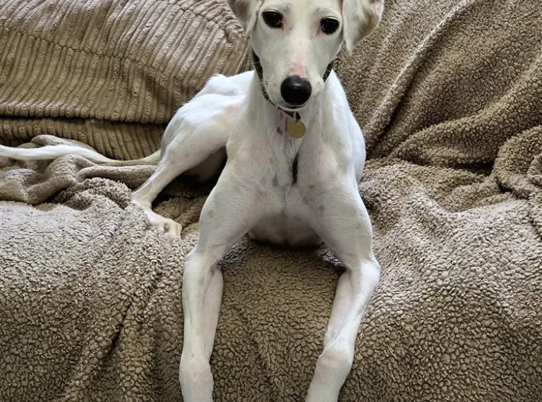 Blondie, a 2 years old female Lurcher available for adoption from Bath Cats & Dogs Home in Somerset