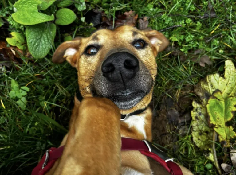 Ned, a 5 years old male Lurcher available for adoption from Bath Cats & Dogs Home in Bath, Somerset