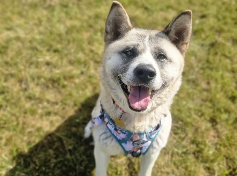 Kiki, a 5 years old female Unknown available for adoption from Bath Cats & Dogs Home in Bath, Somerset