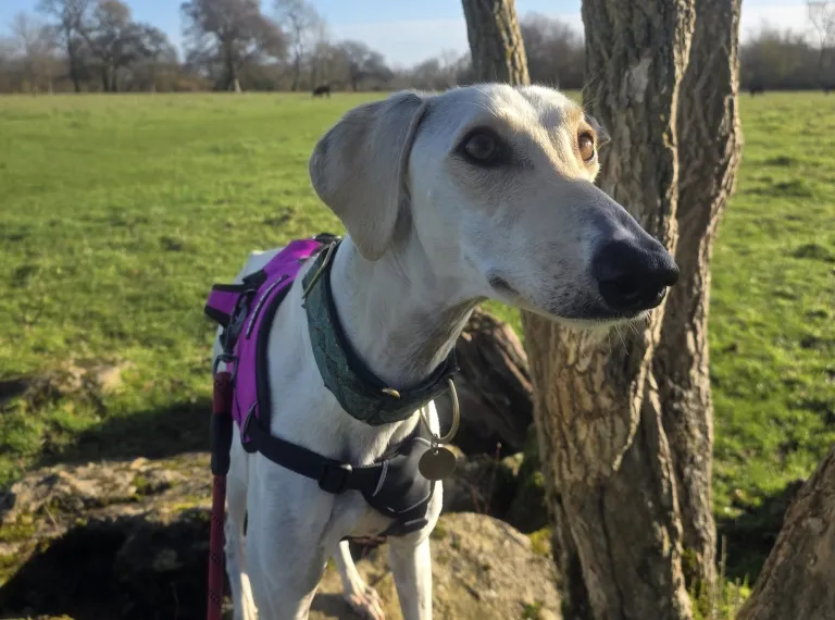 Thomas, a 2 years old male Lurcher available for adoption from Bath Cats & Dogs Home in Bath, Somerset