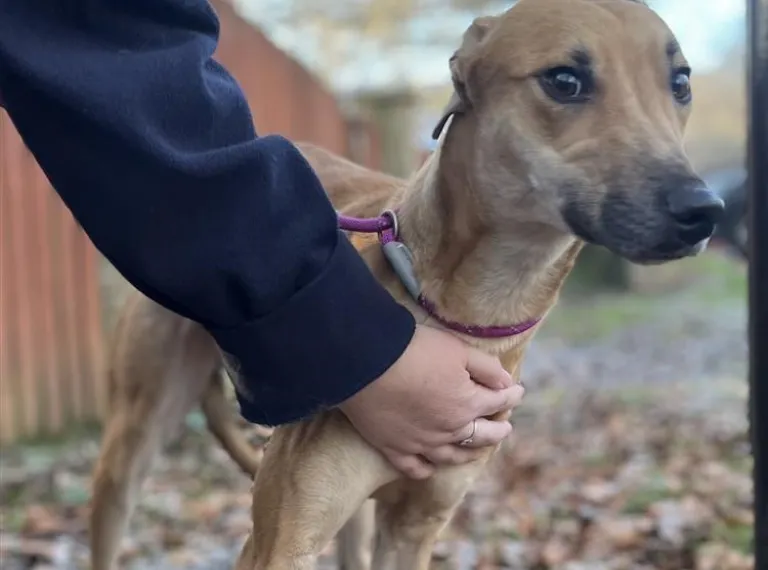 Violet, a 3 years old female Lurcher available for adoption from Bath Cats & Dogs Home in Bath, Somerset