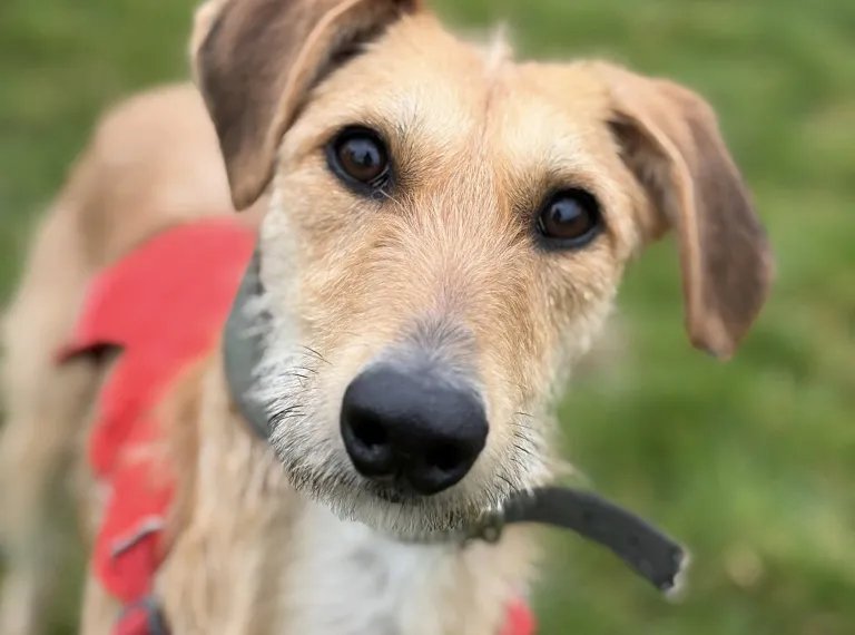 Sunny, a 2 years old male Lurcher available for adoption from Bath Cats & Dogs Home in Bath, Somerset