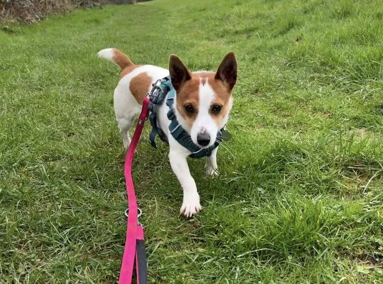 Rolo, a 4 years old male Soft Coated Wheaten Terrier available for adoption from Bath Cats & Dogs Home in Bath, Somerset