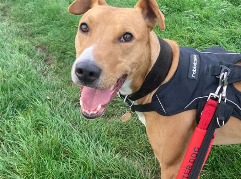 Roman, a 5 years old male Lurcher available for adoption from Bath Cats & Dogs Home in Somerset