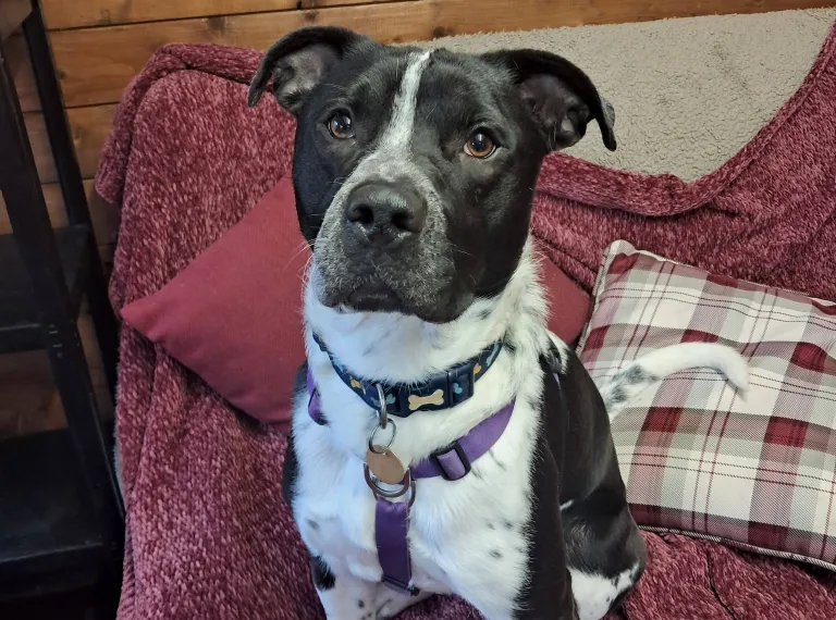 Badger, a 3 years old male Staffordshire Bull Terrier available for adoption from Bath Cats & Dogs Home in Bath, Somerset