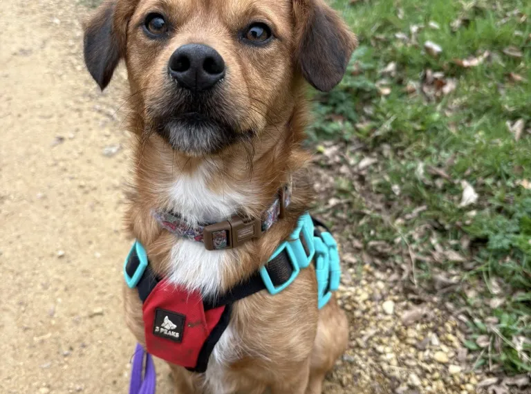 Bear, a 2 years old male Soft Coated Wheaten Terrier available for adoption from Bath Cats & Dogs Home in Somerset