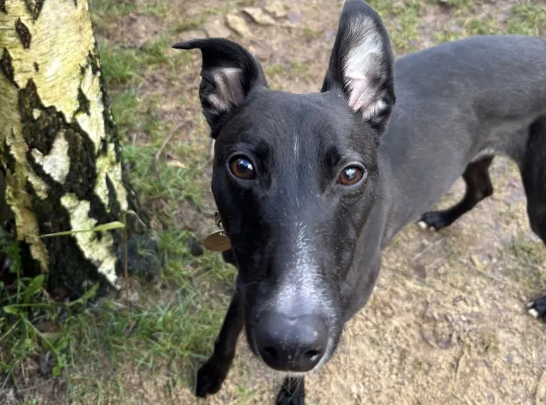 Oakley, a 4 years old male Lurcher available for adoption from Bath Cats & Dogs Home in Somerset