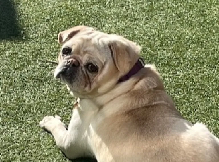 Lulu, a 6 years old female Pug available for adoption from Bath Cats & Dogs Home in Bath, Somerset