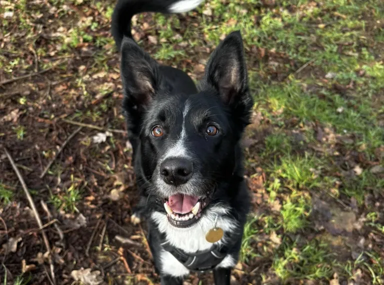 Loki, a 5 years old male Collie available for adoption from Bath Cats & Dogs Home in Somerset