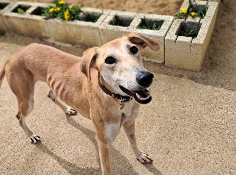 Bea, a 3 years old female Lurcher available for adoption from Bath Cats & Dogs Home in Somerset
