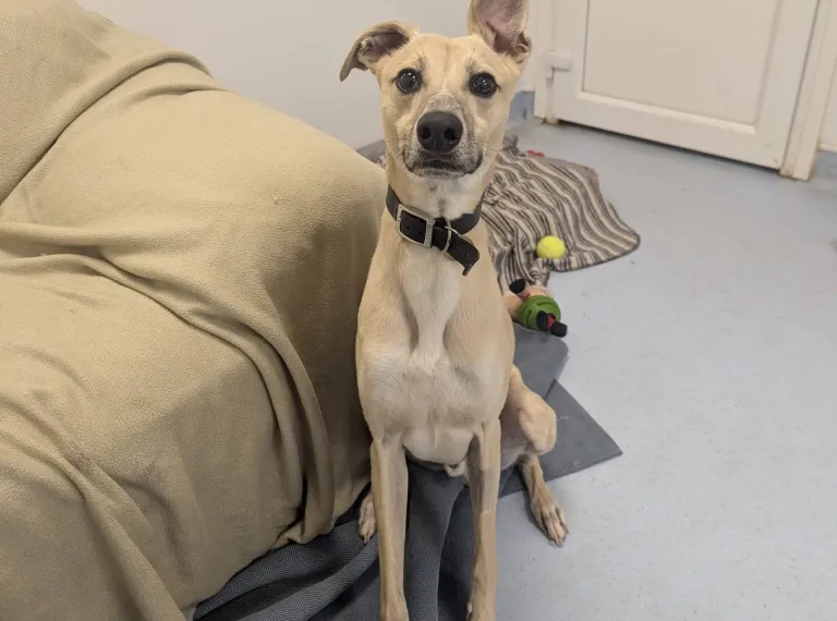 Bob, a 4 years old male Lurcher available for adoption from Bath Cats & Dogs Home in Somerset