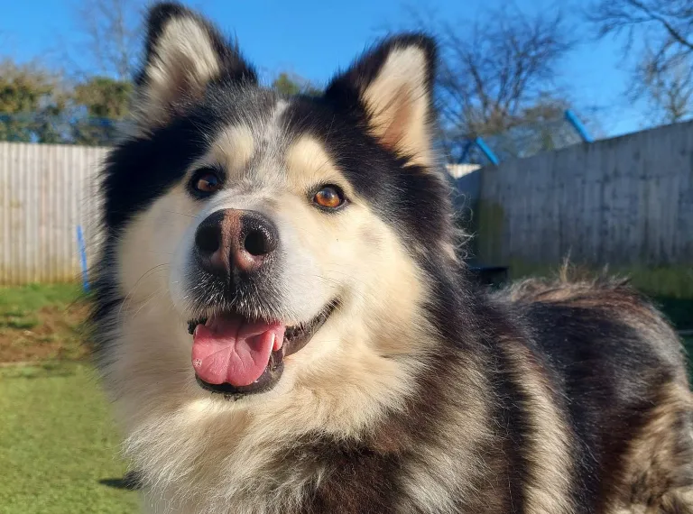 Teddy, a 5 years old male Alaskan Malamute available for adoption from Bath Cats & Dogs Home in Somerset
