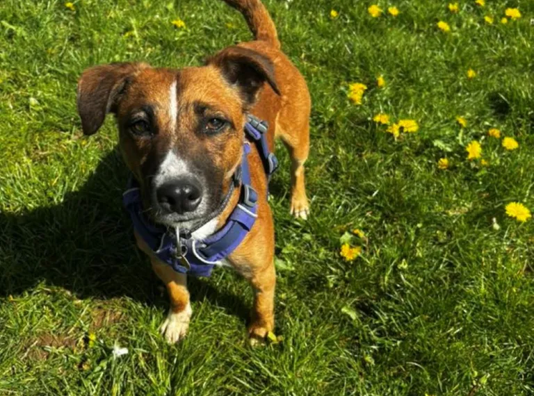 Cookie, a 3 years old male Beagle available for adoption from Bath Cats & Dogs Home in Somerset