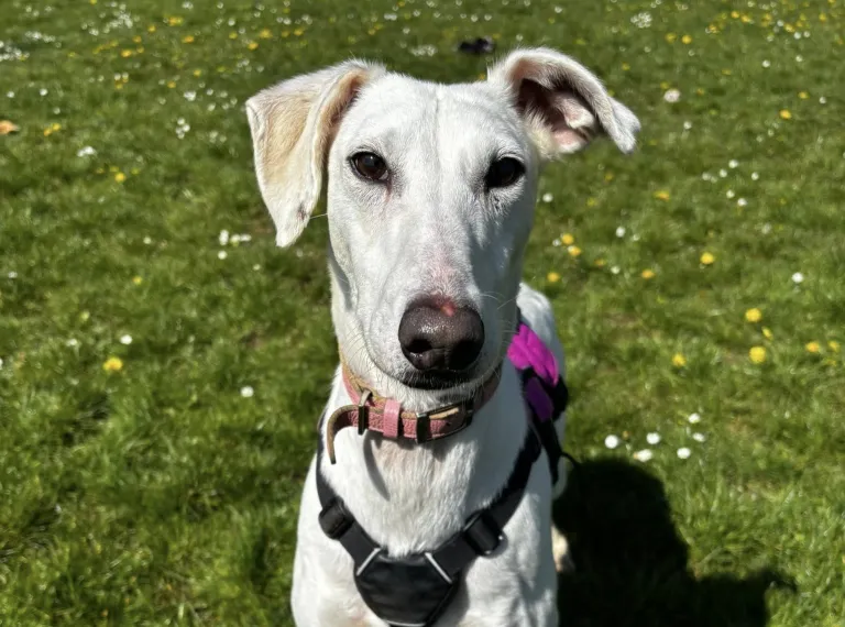 Lady, a 10 years old female Lurcher available for adoption from Bath Cats & Dogs Home in Somerset