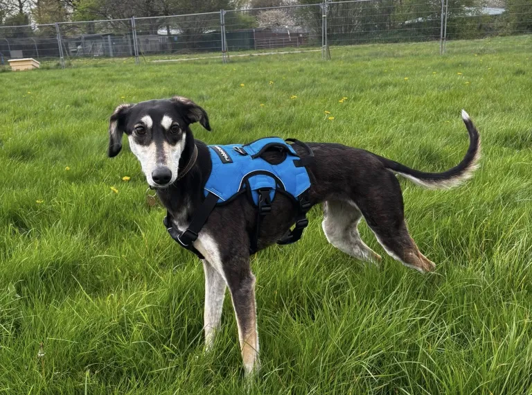 Chai, a 3 years old female Lurcher available for adoption from Bath Cats & Dogs Home in Somerset