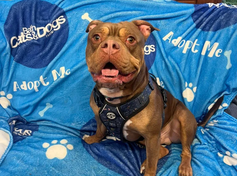 Hugo, a 2 years old male Bulldog available for adoption from Bath Cats & Dogs Home in Somerset
